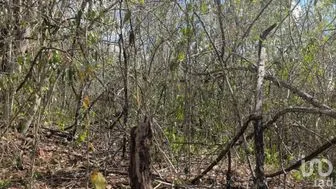 NEX-281080 - Terreno en Venta en Tahmuy, CP 97793, Yucatán.