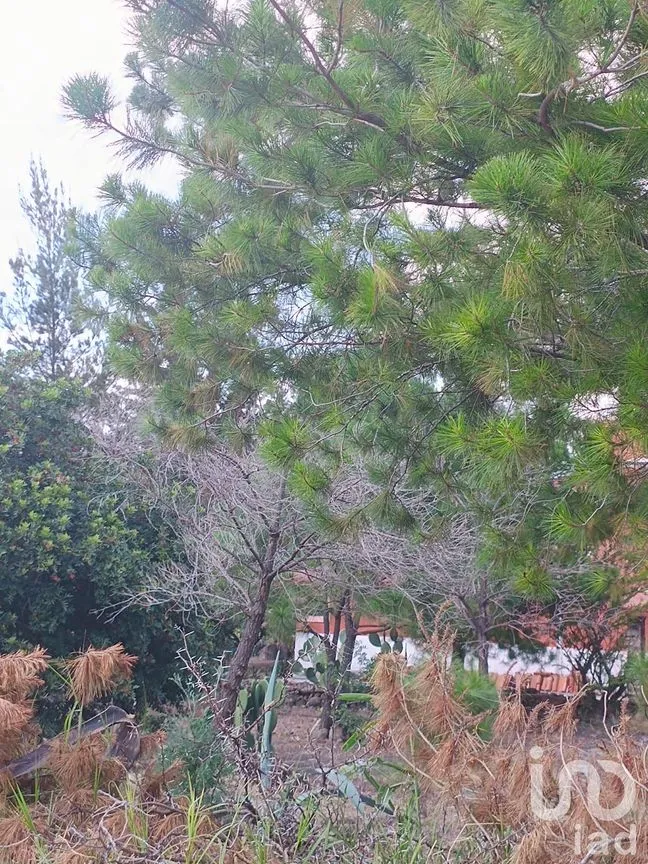 Terreno en Venta en Jacona de Plancarte Centro, Jacona, Michoacán de Ocampo | NEX-237516 | iad México | Foto 3 de 14