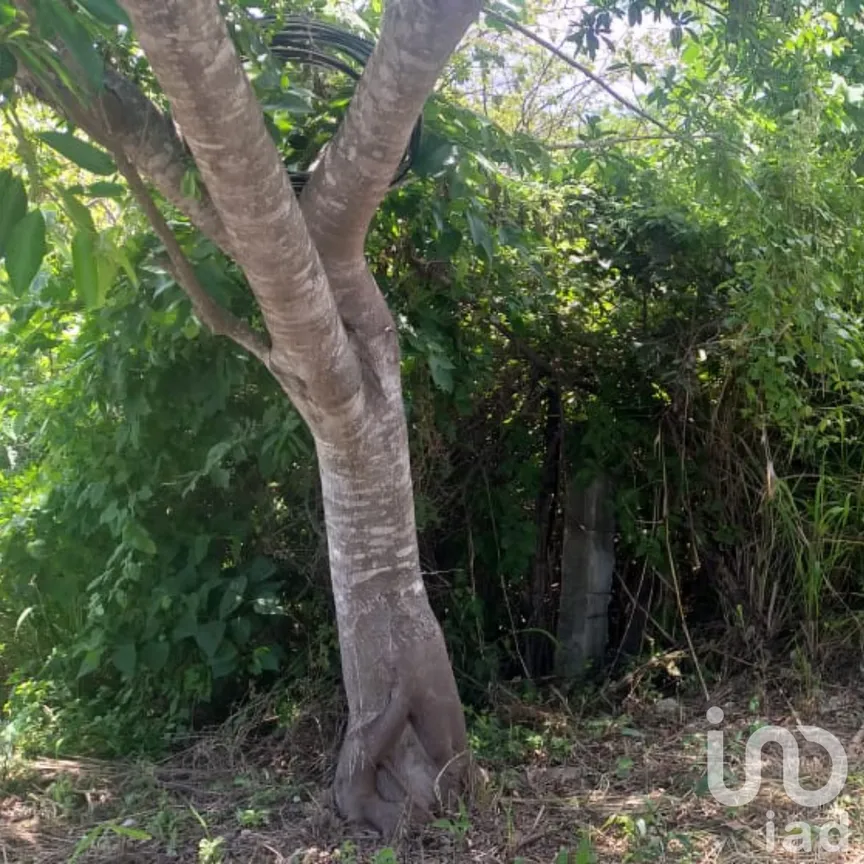 Terreno en Venta en El Jobo, Tuxtla Gutiérrez, Chiapas | NEX-159715 | iad México | Foto 3 de 3