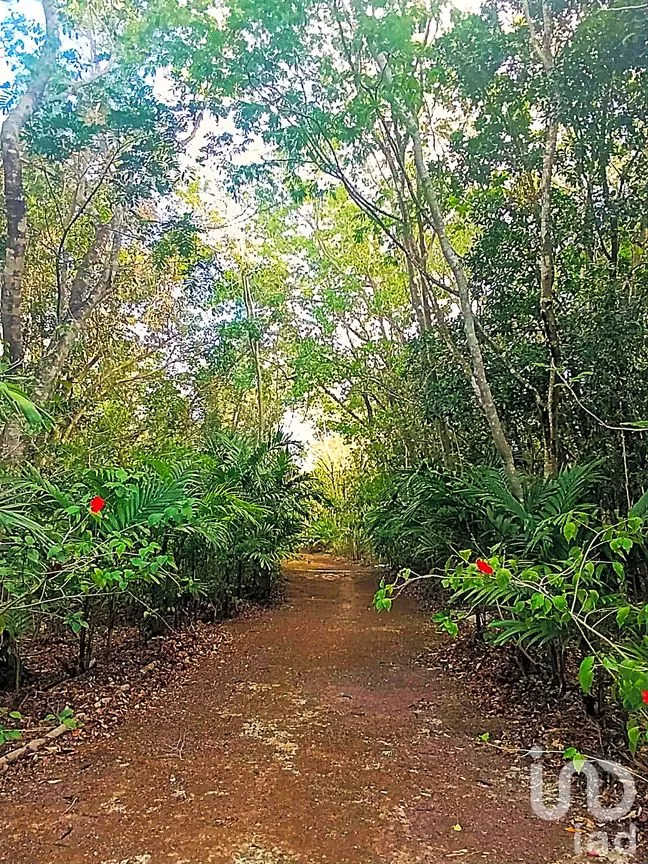 Terreno en Venta en La Guadalupana, Solidaridad, Quintana Roo | NEX-251434 | iad México | Foto 11 de 17