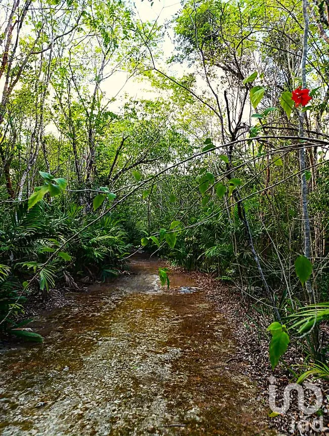Terreno en Venta en La Guadalupana, Solidaridad, Quintana Roo | NEX-251434 | iad México | Foto 17 de 17