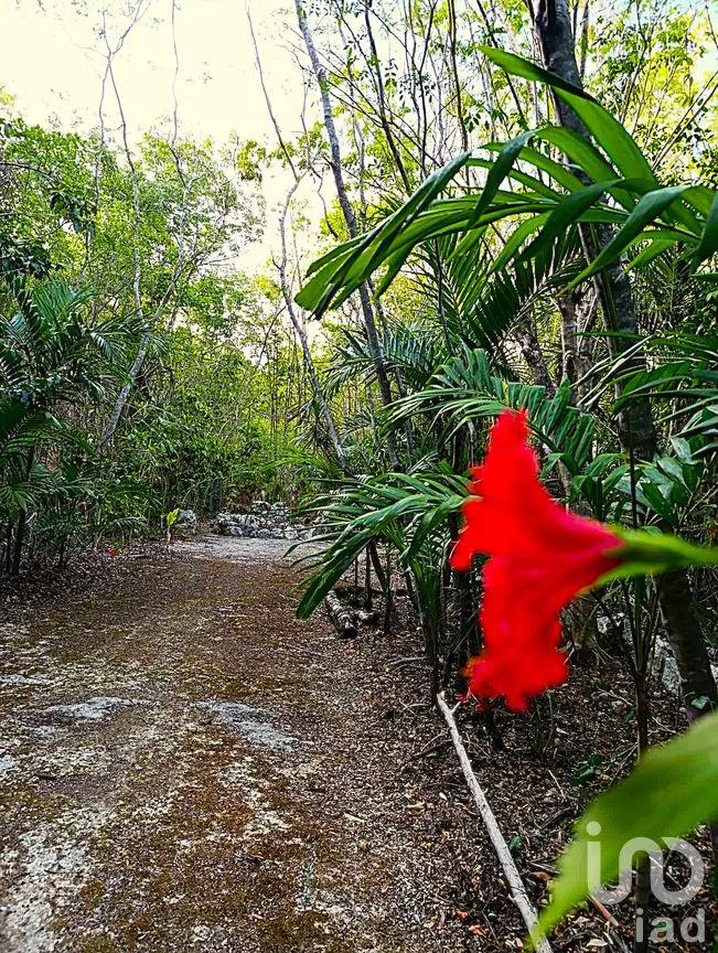 Terreno en Venta en La Guadalupana, Solidaridad, Quintana Roo | NEX-251434 | iad México | Foto 7 de 17