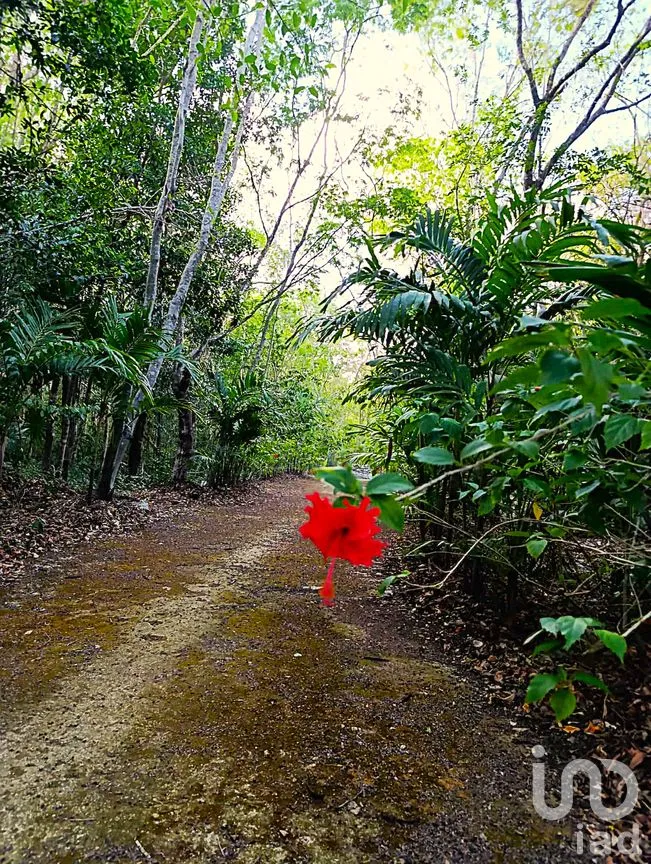 Terreno en Venta en La Guadalupana, Solidaridad, Quintana Roo | NEX-251434 | iad México | Foto 10 de 17