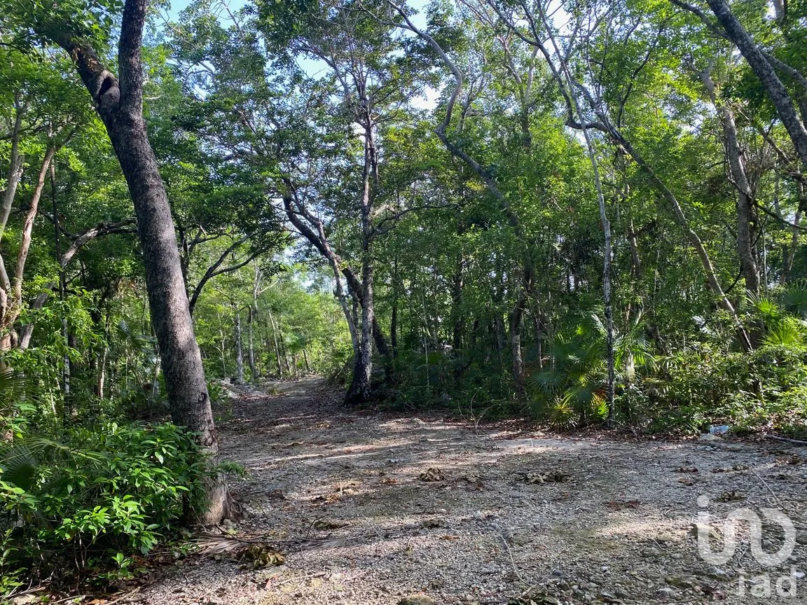 Terreno en Venta en La Veleta, Tulum, Quintana Roo | NEX-285875 | iad México | Foto 11 de 14