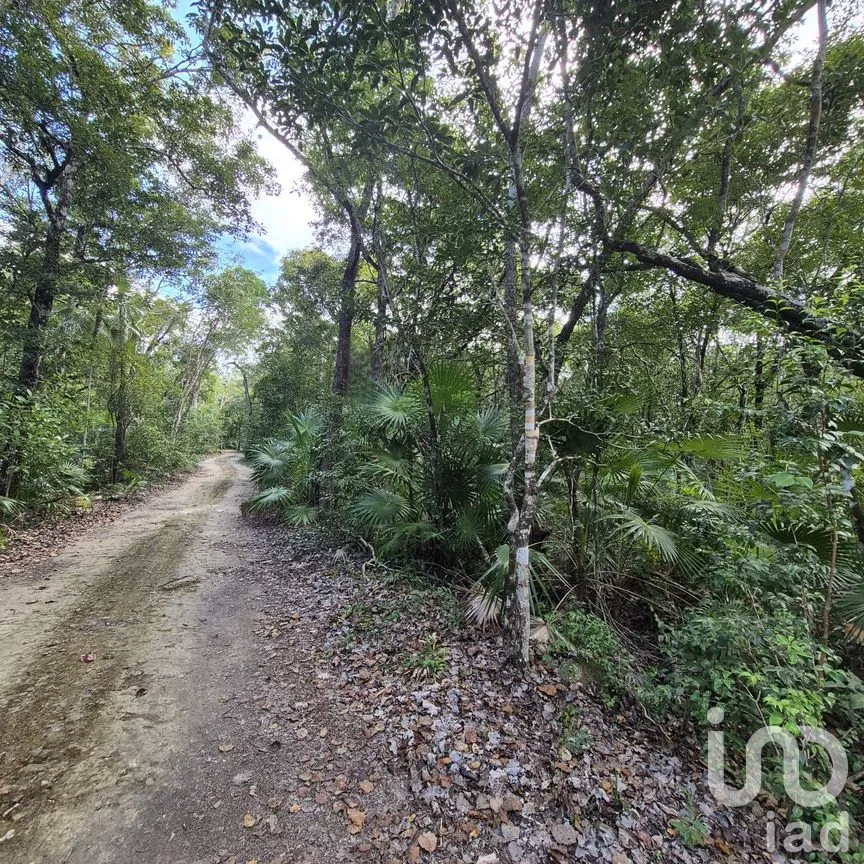Terreno en Venta en La Veleta, Tulum, Quintana Roo | NEX-285875 | iad México | Foto 12 de 14
