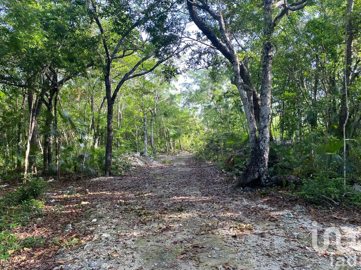 Terreno en Venta en La Veleta, Tulum, Quintana Roo | NEX-285875 | iad México | Foto 8 de 14