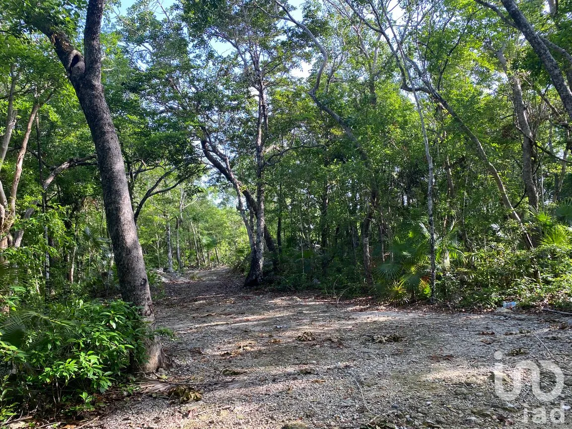 Terreno en Venta en La Veleta, Tulum, Quintana Roo | NEX-285875 | iad México | Foto 9 de 14