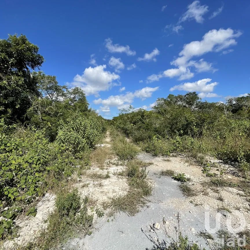 Terreno en Venta en Papagayos, Hunucmá, Yucatán | NEX-199028 | iad México | Foto 8 de 13